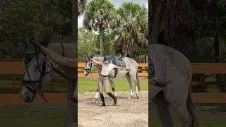 I love this horse 😂🦏 #equestrian #horses #funnyhorses #dance