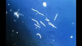 #Borrelia burgdorferi 'persisters' and an antibiotic cocktail