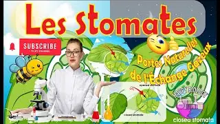 Stomates: Portes Naturelles de l'&Eacute;change Gazeux