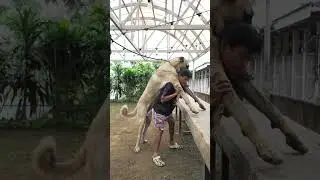 Team Lakan o Team Roodle? #kangal #dogkeeper