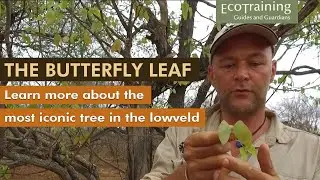 Flora Friday: Mopane | Colophospermum mopane
