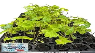 1 Muscadine Grape Plant Live Vitis Rotundifolia Carlos Sweet Edible Vine Review