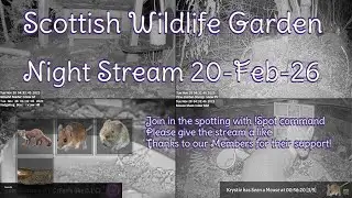 LIVE 🔴 Bird Feeders, Wildlife Cameras Scotland UK from Scottish Wildlife Garden