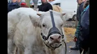 Foire aux veaux de Pr&eacute;mery . Passion Ni&egrave;vre