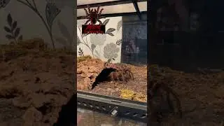 #theraposa #stirmi #goliath #birdeater #short #shorts #shortsvideo #tarantula #arachnid #spider