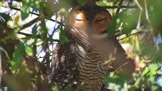 Amazing bird song or call, Spotted Wood Owl on the roof tree see by bird guide