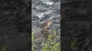 Night heron stretching its leg #nature #naturepark #wildlife #river #heron #nightheron #juvenile