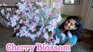 Cherry Blossom in our house | Canada