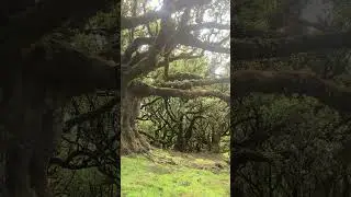 the witch tree madeira island#madeira #travel #europeandestination #witch