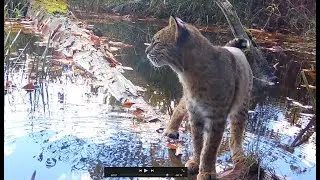 Wildlife highlights at Mill River backwater 2023