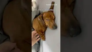 Она легко справится со своей работой #собака #собаки
