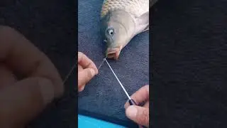 Slamatore AliExpress🎣 #pesca #fishing #fishingvideo #pescare #pescatori #aliexpress #carp