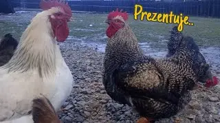 W kurniku... 🧑‍🌾🐓