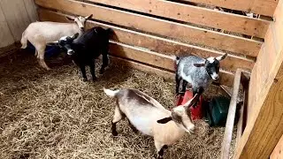 I&rsquo;m paying a &ldquo;stupid tax&rdquo; for an Etsy mistake, but all it well! A peek at the goats & a thank you☺️