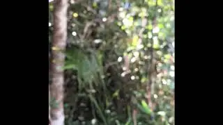 ゲホウグモ(Poltys sp.)の仲間。