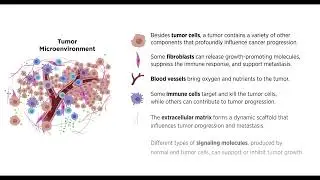 Tumor Microenvironment Animation