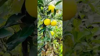 Vietnam Malta plant, Vietnam Malta fruit, Malta farming.
