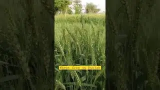 Wheat Crop in punjab #villagelife #wheat #agriculture #punjab