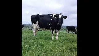 John McCabe&rsquo;s Tips for Spring Grazing