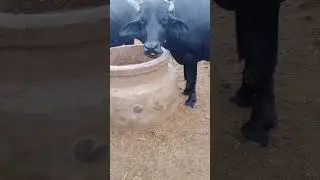 Buffalo Masti taim  #cow #buffalovideos #animal #shortsvideo #trendingshorts