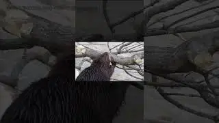 Busy Beaver in Action | Watch a Canadian Icon Build Its Dam 🦫