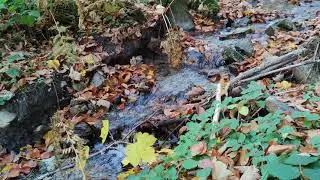 The sound of a stream in the woods, which helps to sleep, relax, concentrate.
