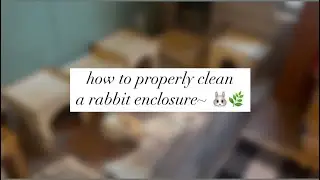 how to properly clean a rabbit enclosure~🐰🌿