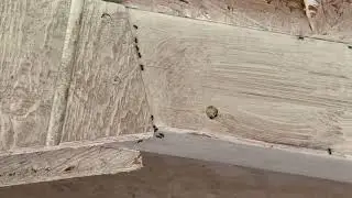 Massive Swarm of Ants Found in the Shed