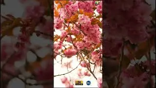 | blossoms | dolby atmos&reg;| 2k 60 fps | #nature #dolbysound #audioformat #flowers #mountains