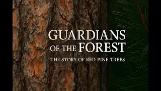 Guardians of the Forest: The Story of Red Pine Trees (AI Documantary)