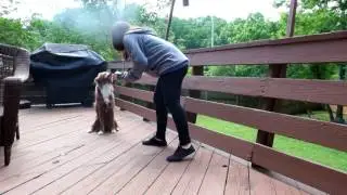 Stella performing tricks