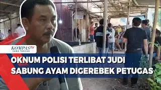 Oknum Polisi Terlibat Judi Sabung Ayam Digerebek Petugas