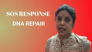 SOS RESPONSE// DNA REPAIR
