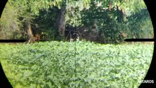 Airgun Vulcan and ATP slugs at 205 m