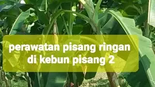 Rutinitas perawatan pisang di kebun pisang 2 biar tumbuh sehat.(1772025).#pekebunpisangtuban