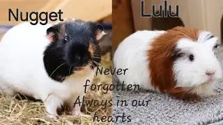 Presenting: Lulu and Nuggets song (tribute to Little Adventures)
