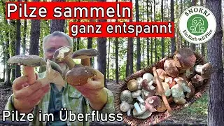 Pilze sammeln ganz entspant trotz Sommerhitze - Pilze im Überfluss -Es pilzt gewaltig im August 2025
