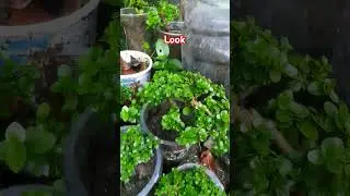 Mini bonsai for decoration #bonsai #miniaturebonsai #shorts @karyawisata4410