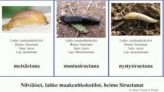 Nilvi&auml;iset, lahko maakeuhkokotilot, heimo Siruetanat mollusca mets&auml;etana Arionidae Geomalacus