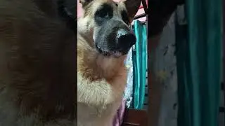 Queen the GSD famous and funny Security System
