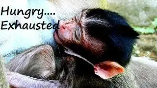MG! Poor baby Daniela so much hungry and exhausted| Daniela silent, close eye and try more milk
