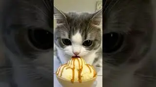 meow meow eating ice cream 🍨🤤
