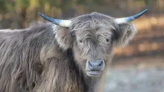 Merving Chewing | Scottish Steer | McCallie Highland Coos