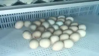 GTPN TRADERS | GTPN FARM | 🐣 NEW CHICKEN EGGS READY TO HATCH 🐣