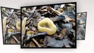 Peziza granulosa - fungi kingdom