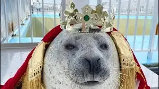 KING AGU THE SEAL EDIT #seal #spottedseal 