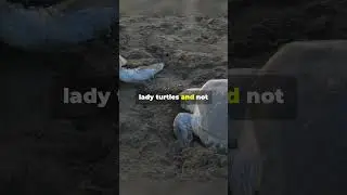 Why Are Turtles Gender Determined By Temperatures! #facts