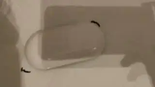 got a white board and tried stop motion