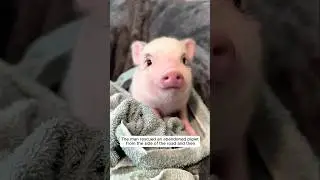 The man rescued an abandoned piglet from the side of the road and then