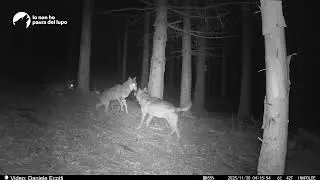 Piloerezione posture e vocalizzi: interazione della coppia riproduttiva - Lupo - Canis lupus